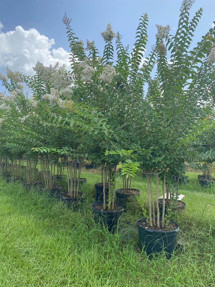 lagerstroemia-fauriei-natchez-japanese-crape-myrtle