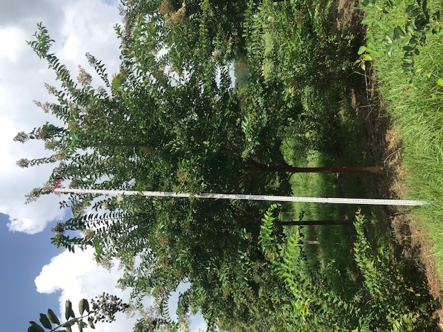 lagerstroemia-fauriei-natchez-japanese-crape-myrtle