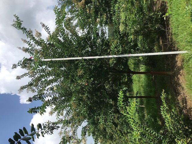 lagerstroemia-fauriei-natchez-japanese-crape-myrtle