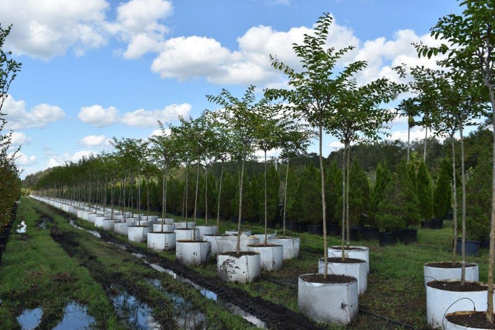 lagerstroemia-fauriei-natchez-japanese-crape-myrtle