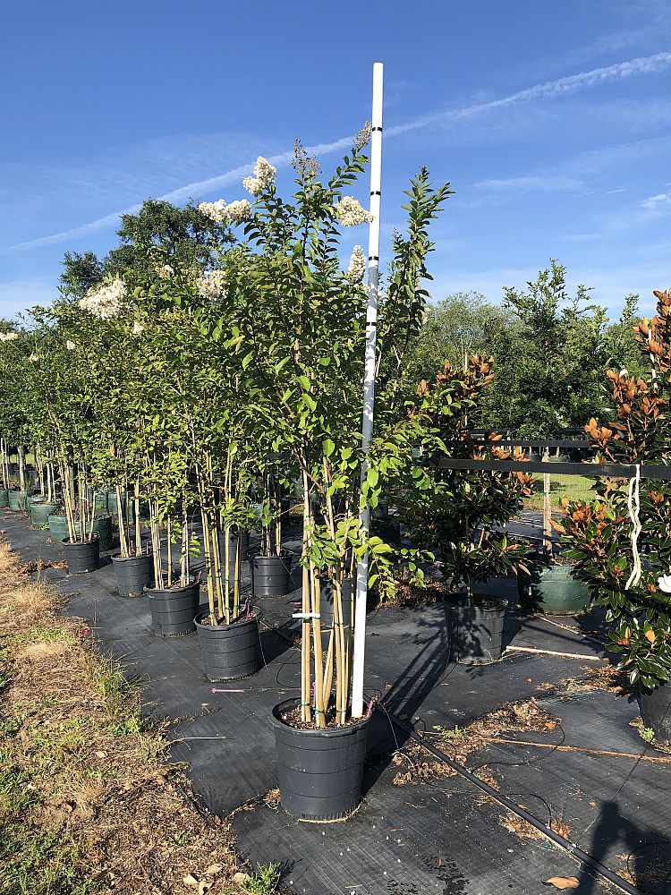 lagerstroemia-fauriei-natchez-japanese-crape-myrtle