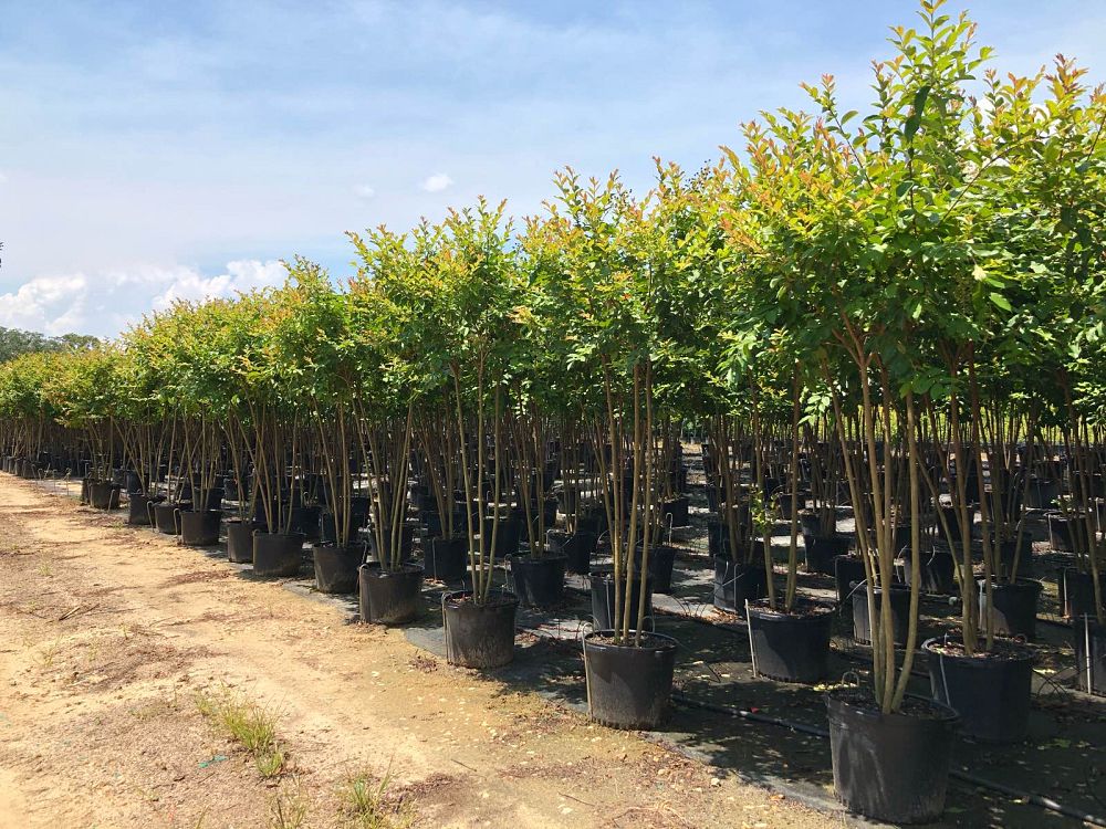 lagerstroemia-fauriei-natchez-japanese-crape-myrtle