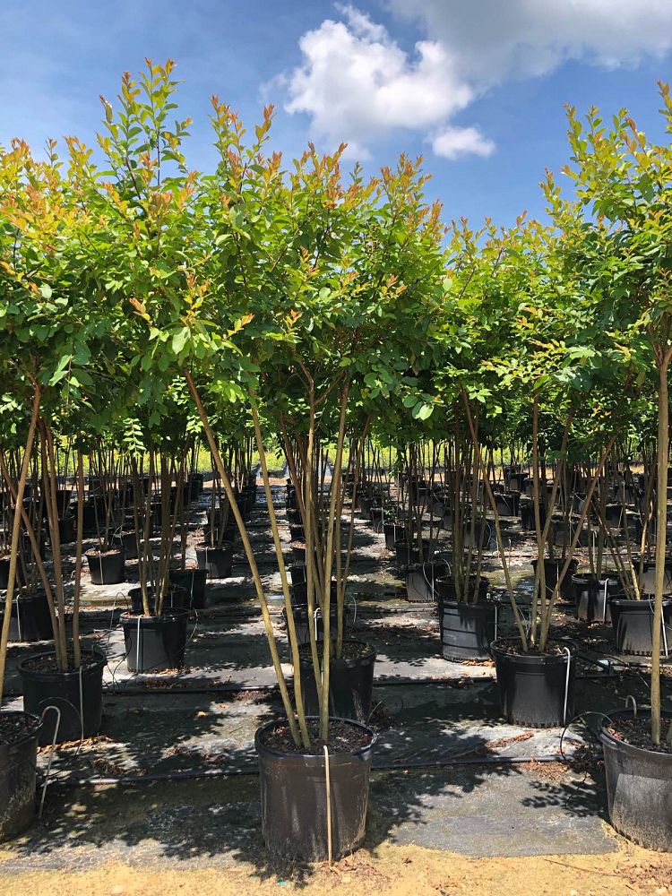 lagerstroemia-fauriei-natchez-japanese-crape-myrtle