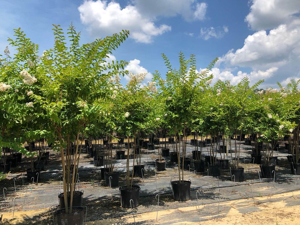 lagerstroemia-fauriei-natchez-japanese-crape-myrtle