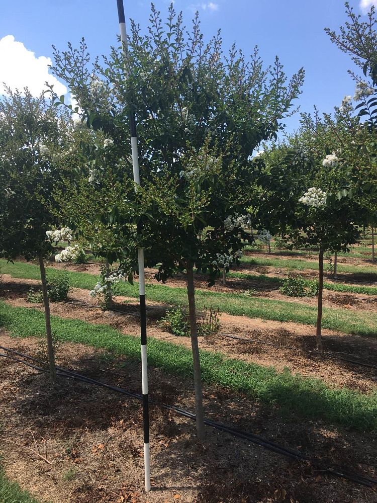 lagerstroemia-fauriei-natchez-japanese-crape-myrtle