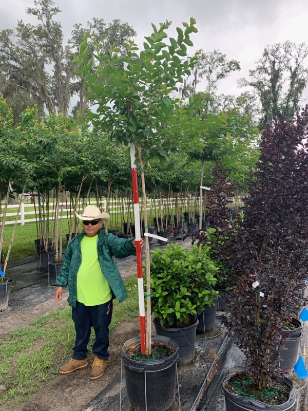 lagerstroemia-fauriei-natchez-japanese-crape-myrtle