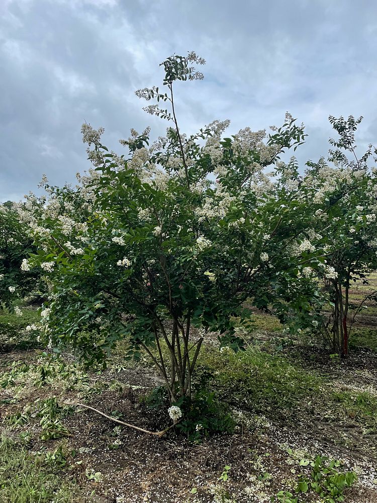 lagerstroemia-fauriei-natchez-japanese-crape-myrtle