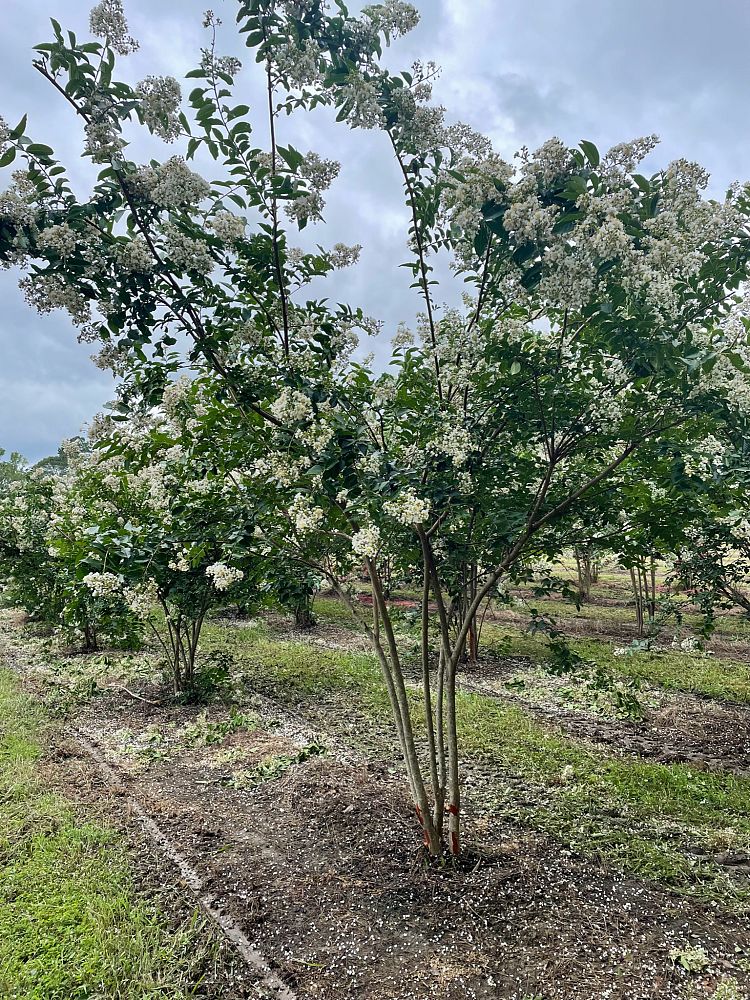 lagerstroemia-fauriei-natchez-japanese-crape-myrtle