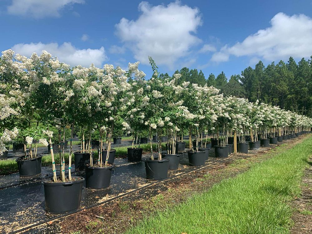 lagerstroemia-fauriei-natchez-japanese-crape-myrtle