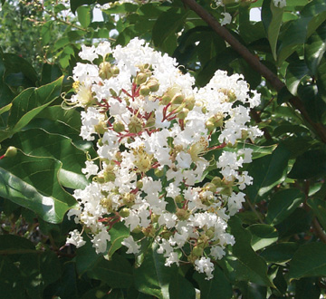 lagerstroemia-fauriei-natchez-japanese-crape-myrtle