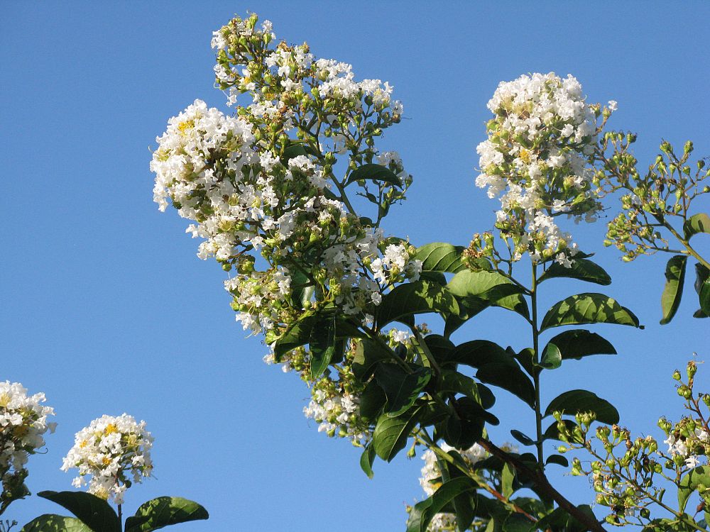lagerstroemia-fauriei-natchez-japanese-crape-myrtle