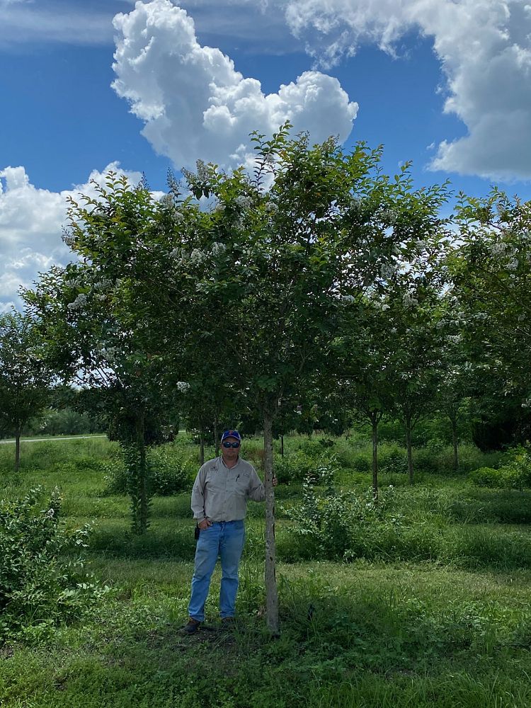 lagerstroemia-fauriei-natchez-japanese-crape-myrtle