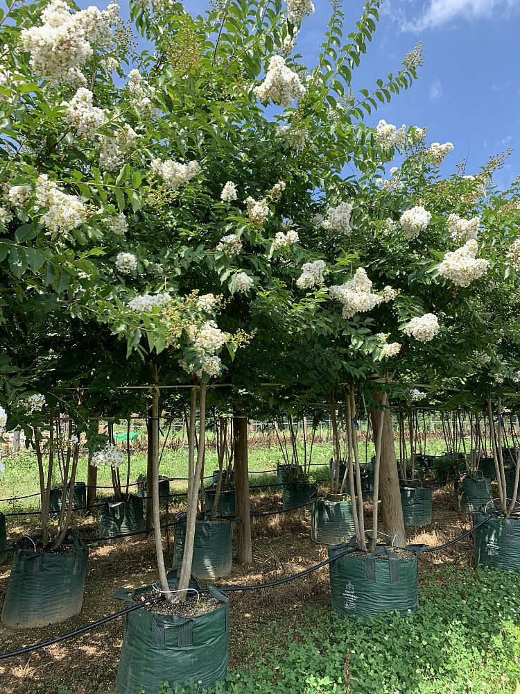 lagerstroemia-fauriei-natchez-japanese-crape-myrtle
