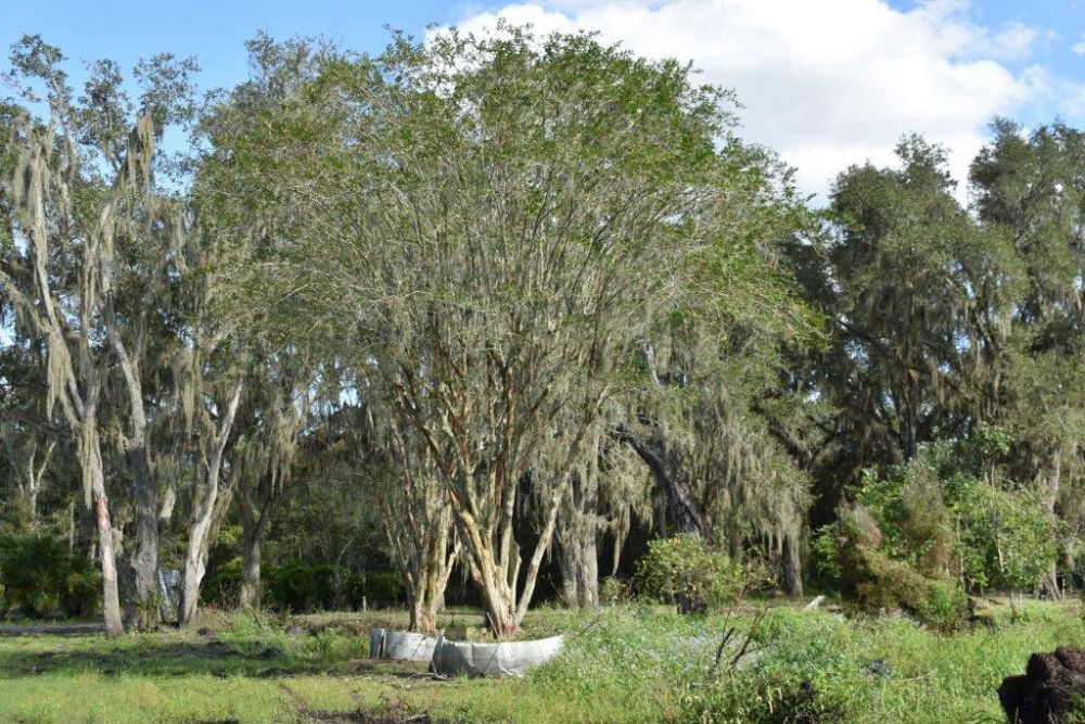 lagerstroemia-fauriei-natchez-japanese-crape-myrtle