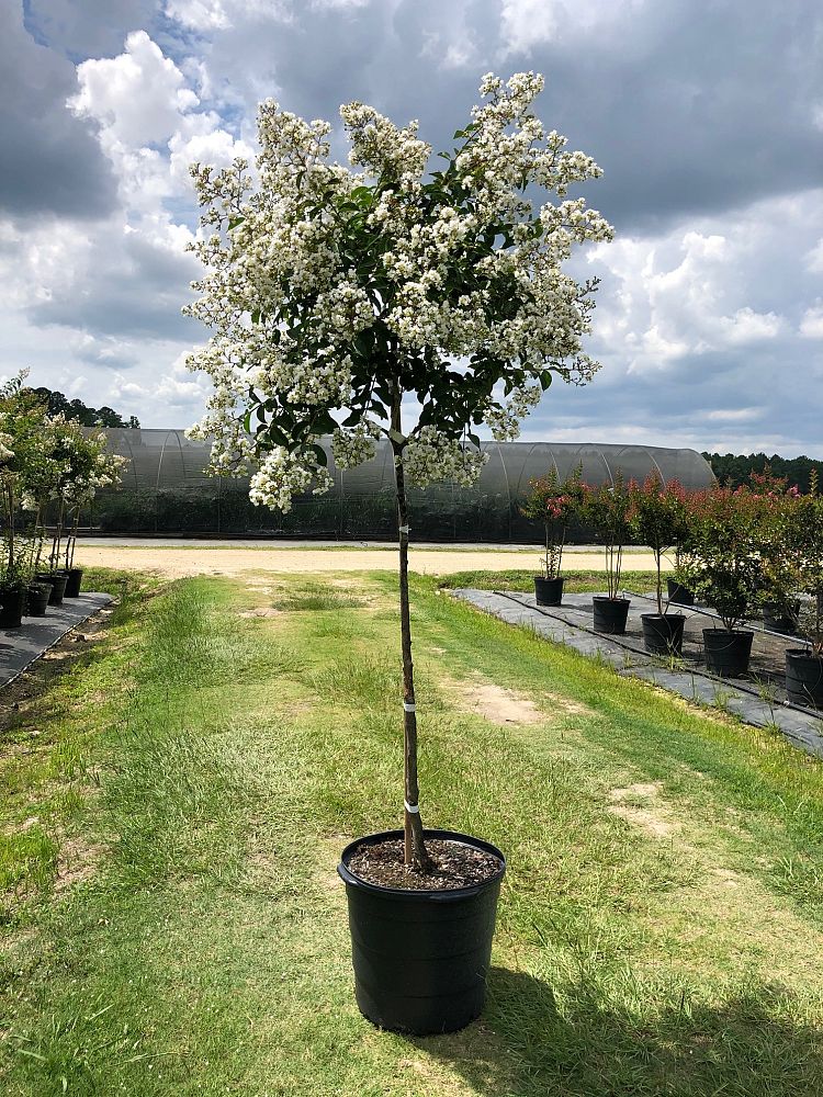 lagerstroemia-fauriei-natchez-japanese-crape-myrtle