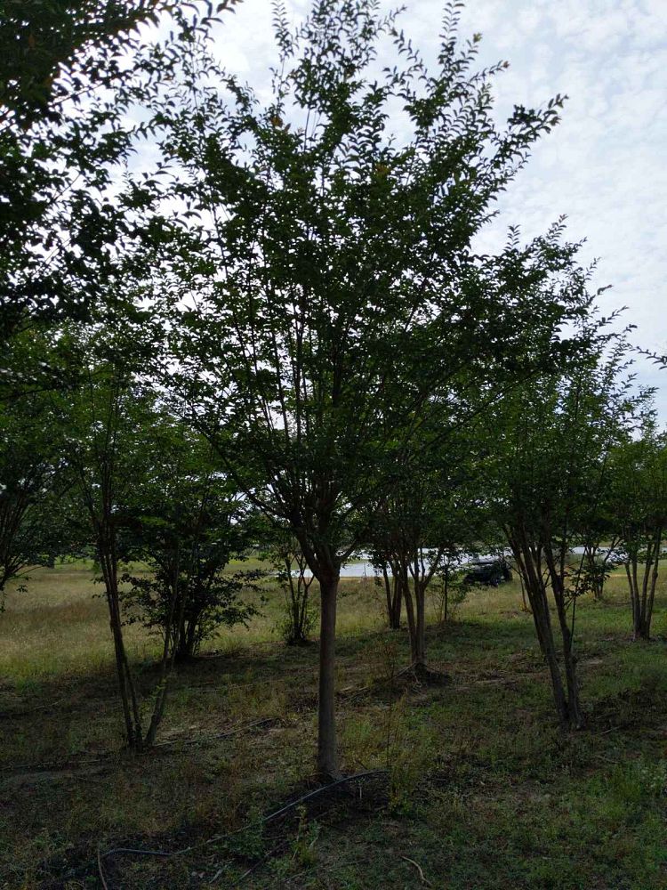 lagerstroemia-fauriei-natchez-japanese-crape-myrtle