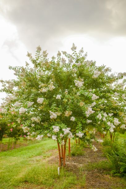 lagerstroemia-fauriei-natchez-japanese-crape-myrtle
