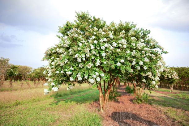 lagerstroemia-fauriei-natchez-japanese-crape-myrtle