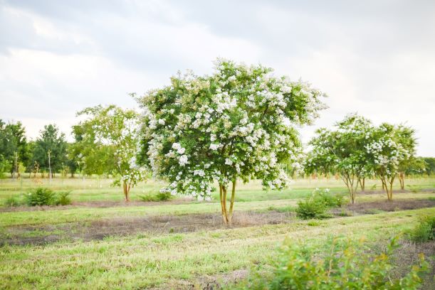 lagerstroemia-fauriei-natchez-japanese-crape-myrtle