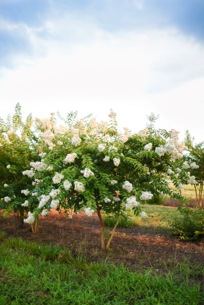 lagerstroemia-fauriei-natchez-japanese-crape-myrtle