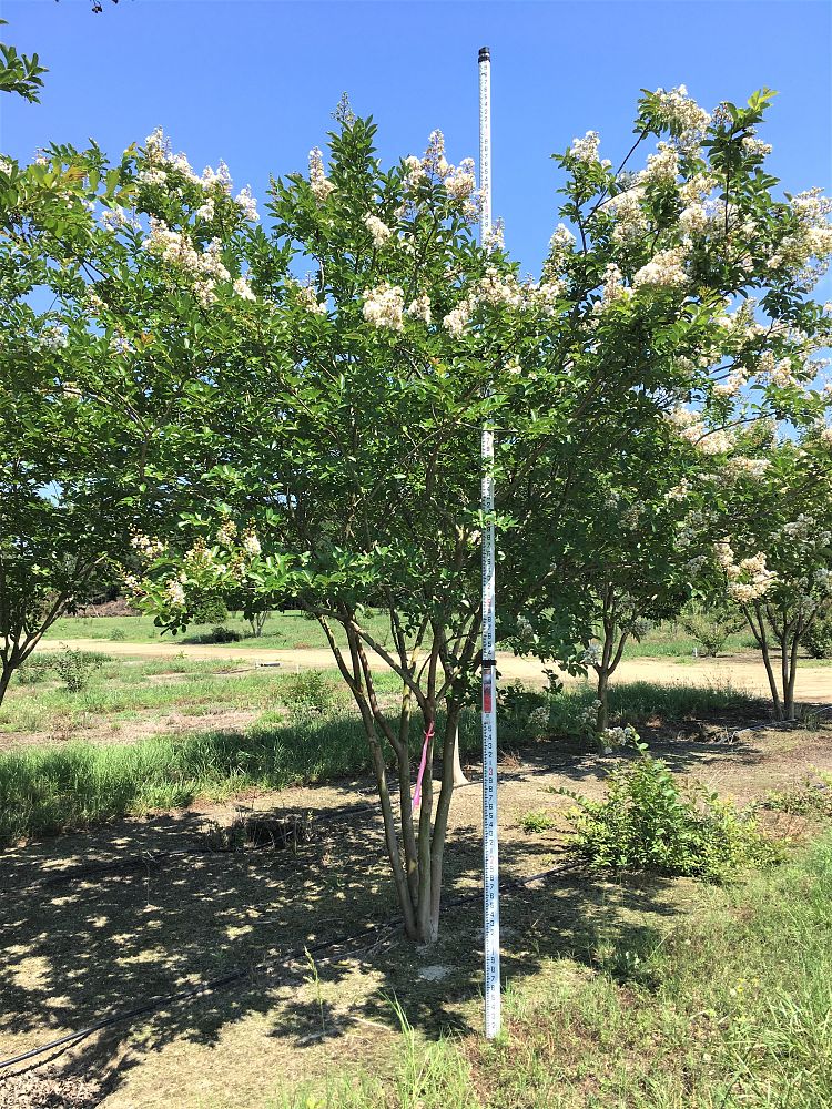 lagerstroemia-fauriei-natchez-japanese-crape-myrtle