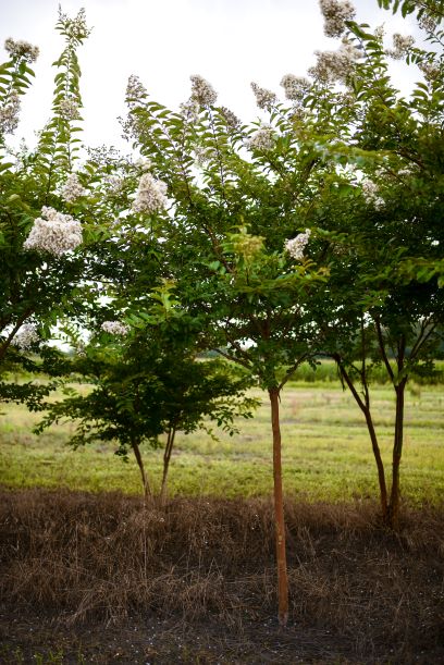 lagerstroemia-fauriei-natchez-japanese-crape-myrtle