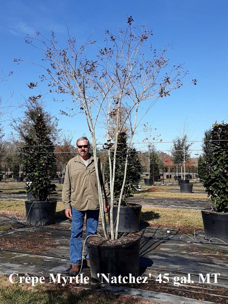 lagerstroemia-fauriei-natchez-japanese-crape-myrtle