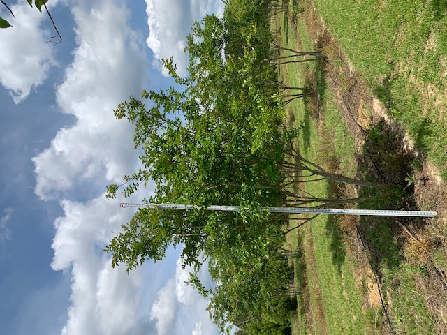 lagerstroemia-fauriei-natchez-japanese-crape-myrtle