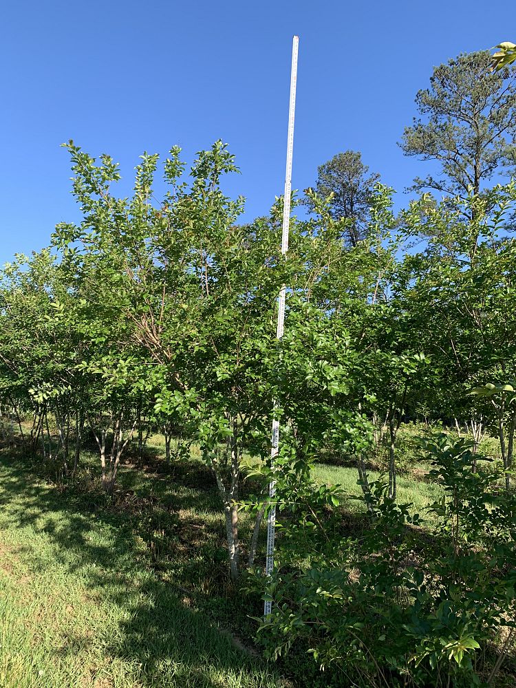 lagerstroemia-fauriei-natchez-japanese-crape-myrtle