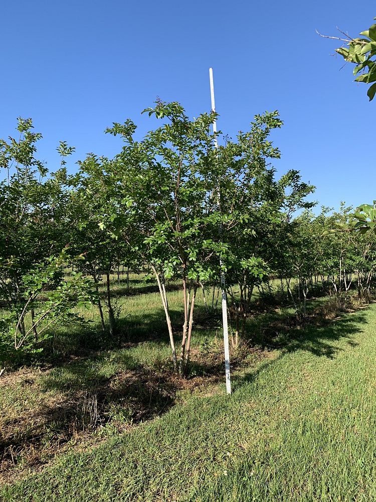 lagerstroemia-fauriei-natchez-japanese-crape-myrtle