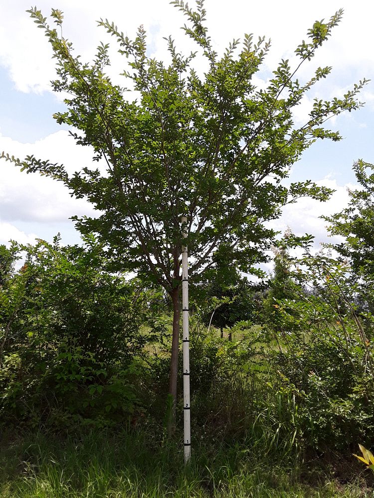 lagerstroemia-fauriei-natchez-japanese-crape-myrtle