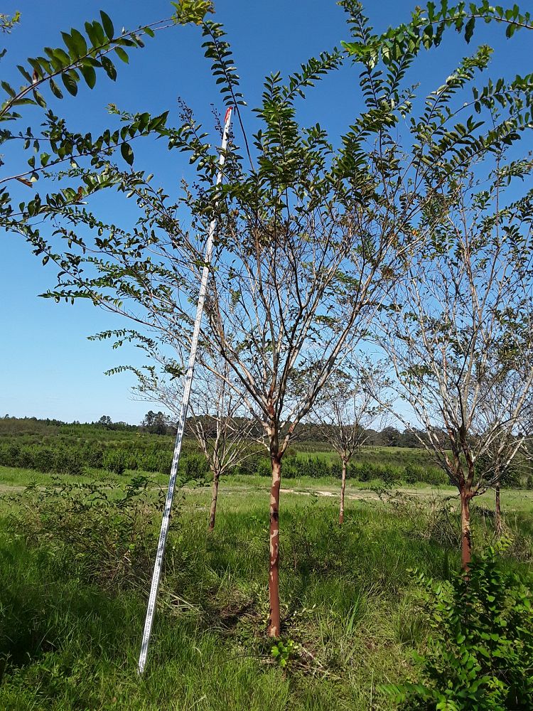 lagerstroemia-fauriei-natchez-japanese-crape-myrtle