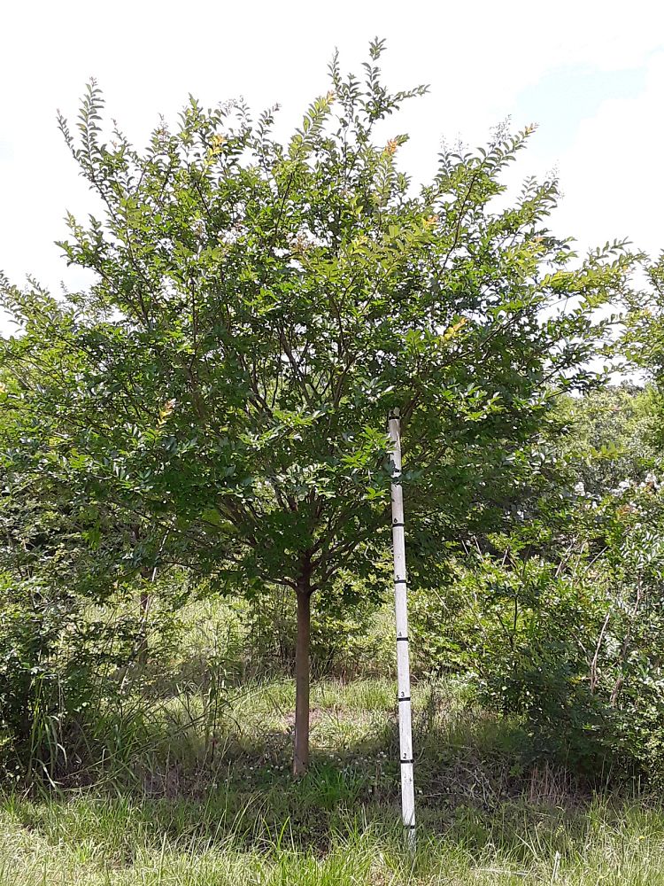 lagerstroemia-fauriei-natchez-japanese-crape-myrtle