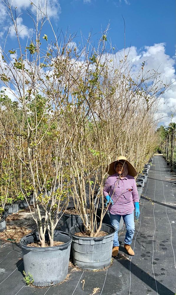 lagerstroemia-fauriei-natchez-japanese-crape-myrtle