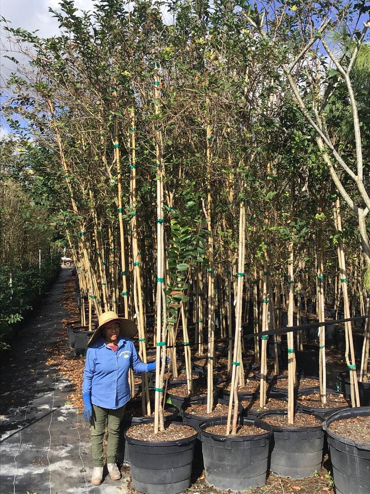 lagerstroemia-fauriei-natchez-japanese-crape-myrtle