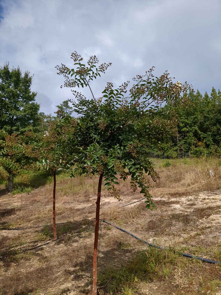 lagerstroemia-fauriei-natchez-japanese-crape-myrtle