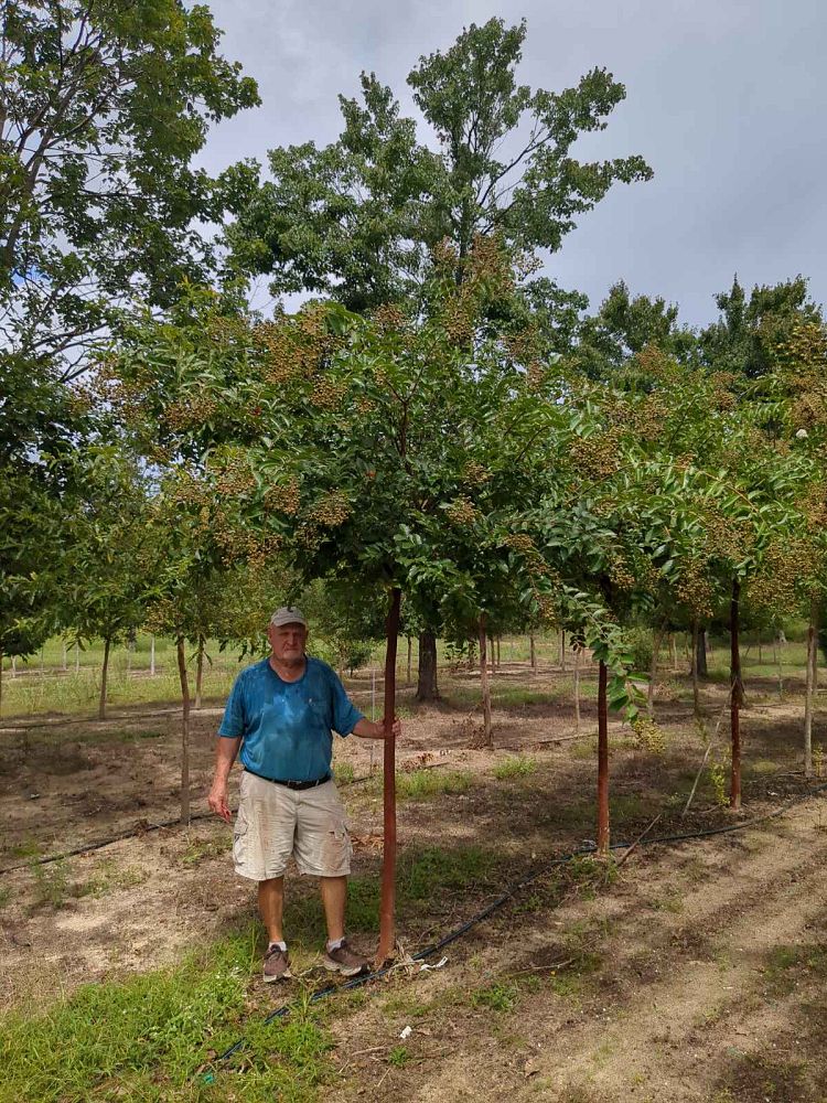 lagerstroemia-fauriei-natchez-japanese-crape-myrtle