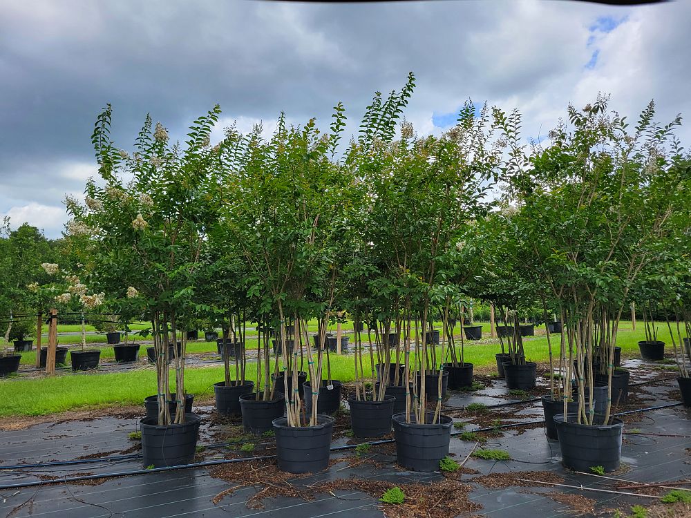 lagerstroemia-fauriei-natchez-japanese-crape-myrtle