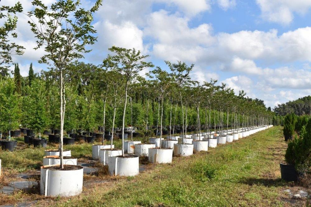 lagerstroemia-fauriei-natchez-japanese-crape-myrtle