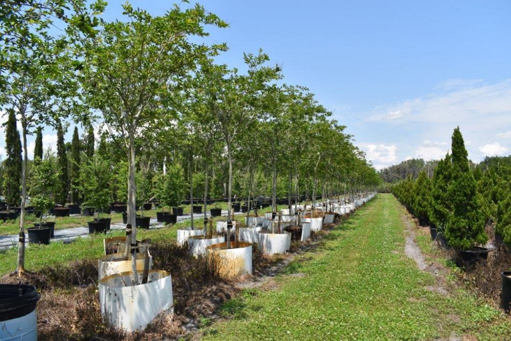 lagerstroemia-fauriei-natchez-japanese-crape-myrtle