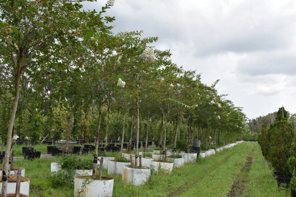 lagerstroemia-fauriei-natchez-japanese-crape-myrtle