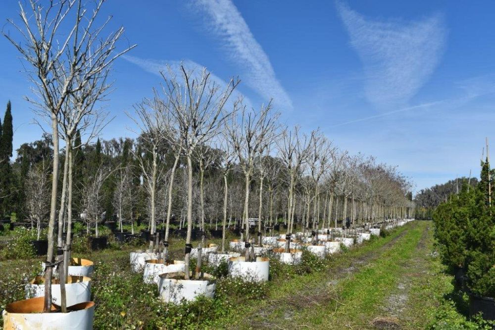 lagerstroemia-fauriei-natchez-japanese-crape-myrtle