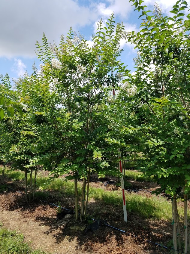 lagerstroemia-fauriei-natchez-japanese-crape-myrtle