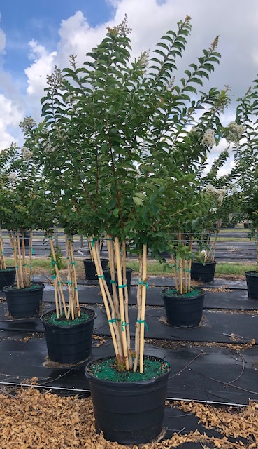 lagerstroemia-fauriei-natchez-japanese-crape-myrtle