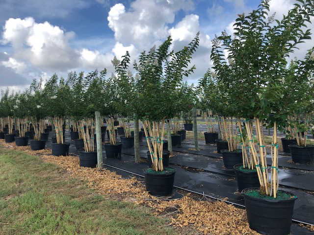 lagerstroemia-fauriei-natchez-japanese-crape-myrtle