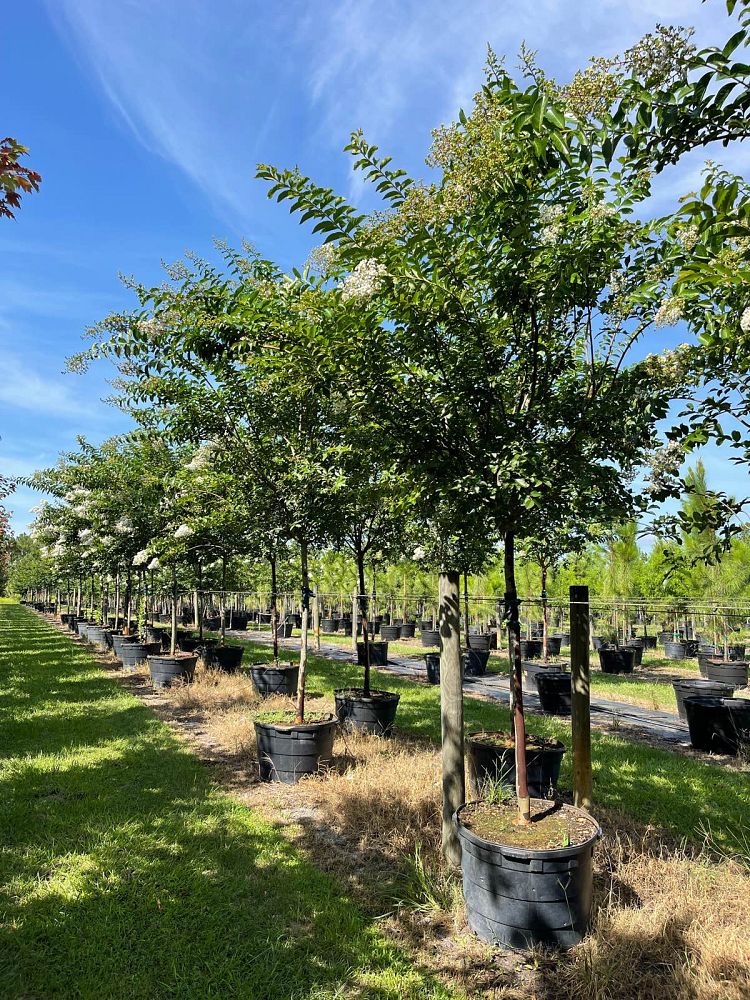 lagerstroemia-fauriei-natchez-japanese-crape-myrtle