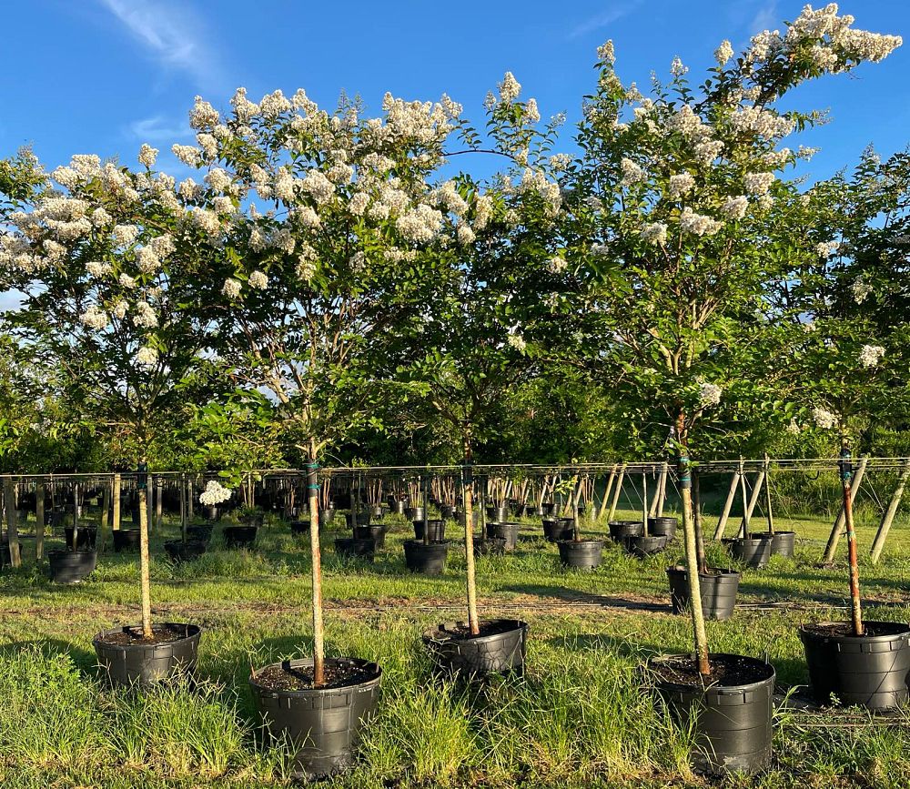 lagerstroemia-fauriei-natchez-japanese-crape-myrtle