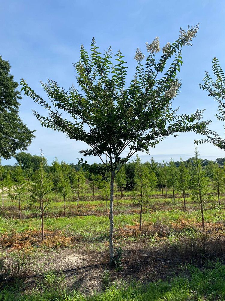 lagerstroemia-fauriei-natchez-japanese-crape-myrtle
