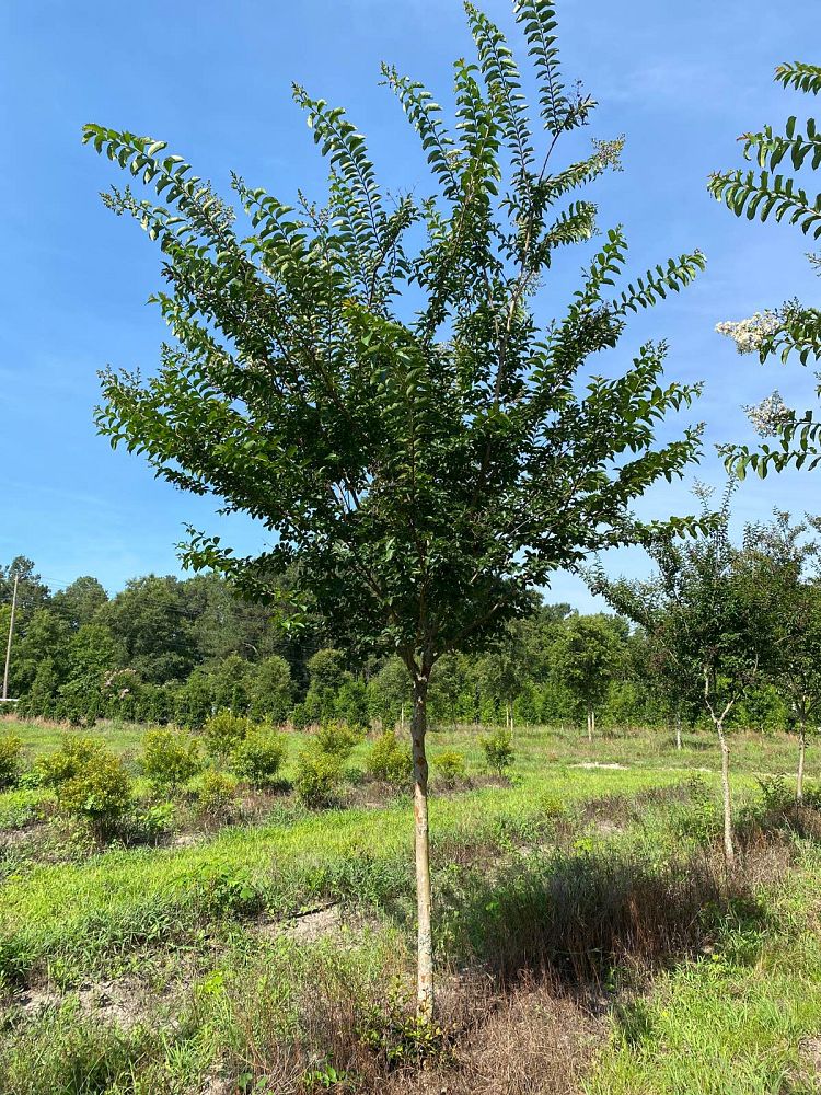 lagerstroemia-fauriei-natchez-japanese-crape-myrtle