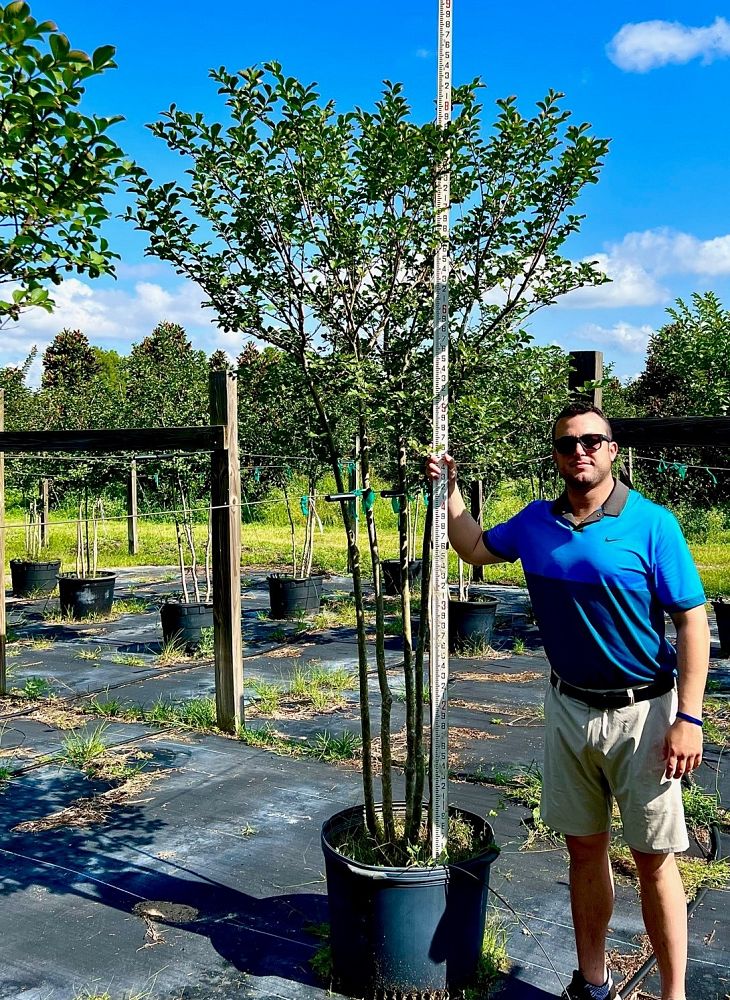 lagerstroemia-fauriei-natchez-japanese-crape-myrtle